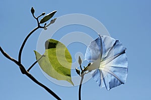 Flowerheads of celestial-blue color