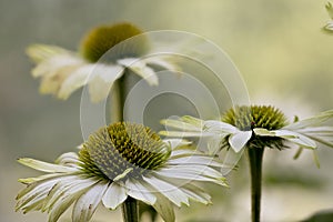 Flowerheads of Echinacea purpurea, white strain