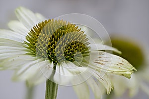 Flowerheads of Echinacea purpurea, white strain