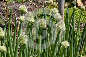 Flowerheads if an allium fistulosum or spring onion in vegetable garden