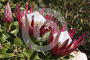 Flowerheads of protea cynaroides little prince in the sunshine