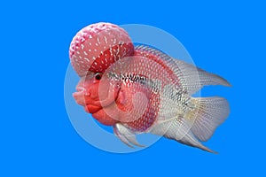 Flowerhorn cichlid or cichlasoma fish