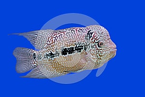 Flowerhorn cichlid or cichlasoma fish photo