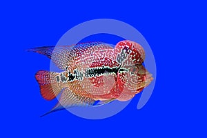 Flowerhorn cichlid or cichlasoma fish photo