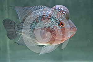 Flowerhorn Cichlid Colorful (FEMALE)