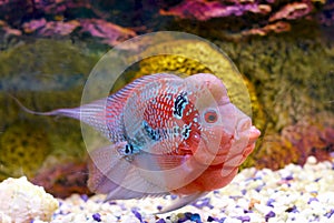 Flowerhorn Cichlid fish