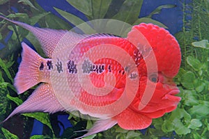 Flowerhorn cichlid fish