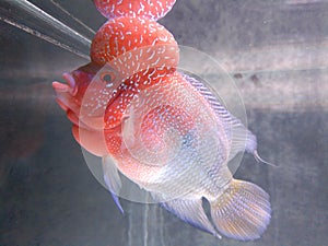 Flowerhorn cichlid srd boom head