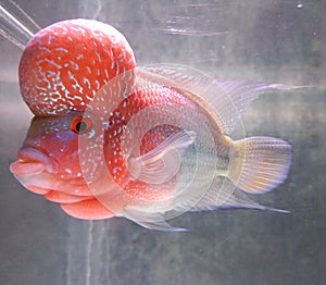 Flowerhorn fish cichlid