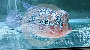 flowerhorn fish female