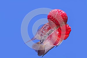 Flowerhorn fish