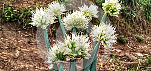 Flowerig leeks, edible