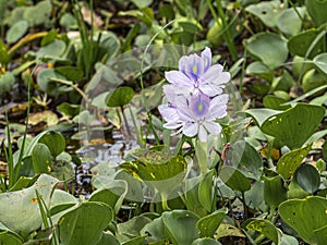 Flowerin Common Water Hyacinth