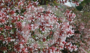 Flowering Abelia grandiflora hedge photo