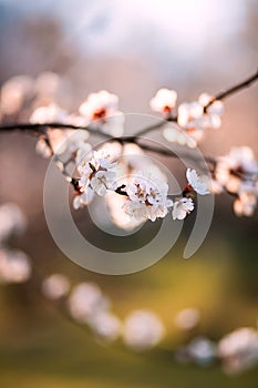 Flowering abricot trees in garden. sunny spring evening. Close up abricot flowers. Spring background