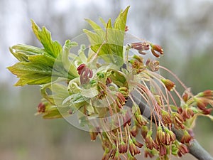 Flowering Acer negundo