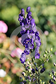 Flowering aconite or Aconitum napellus with blue flowers