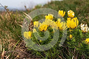 Flowering Adonis Vernalis plants in Palava protected area in Czech republic