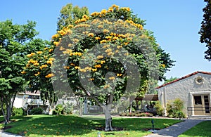 Flowering African tuliptree in Laguna Woods, California.