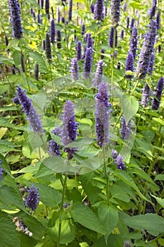 Flowering Agastache rugosa, Korean mint in the field