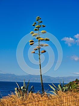 Flowering Agave Cactus Plant