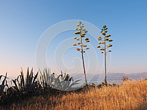 Flowering Agave cactus Plants