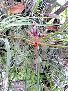 Flowering Airplant Tillandsia caput-medusae