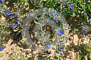 Flowering alkanet or dyers\' bugloss (lat.- alcanna tinctoria tausch photo