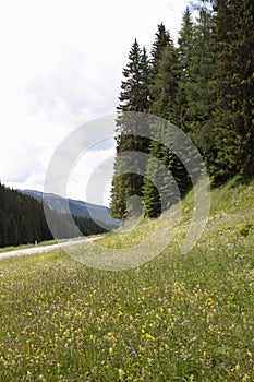 Flowering alm of Kartitsch Saddle in Austria