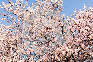 Flowering almond