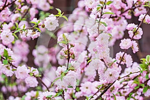 Flowering almond branches in blossom. Spring background