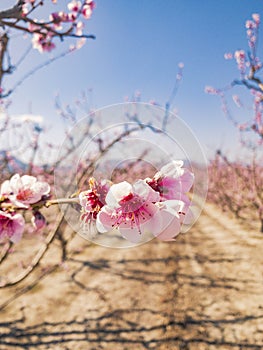 flowering of almond photo