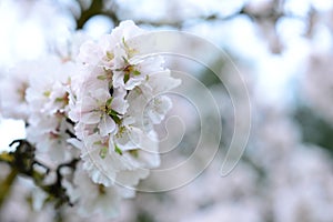 Flowering almond photo