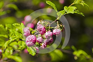 Flowering almond Prunus triloba