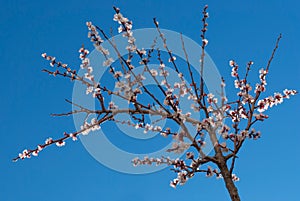 Flowering almond's tree branch