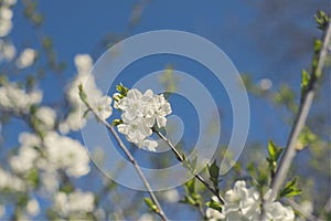 Flowering of almond tree