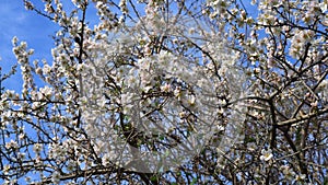 flowering almond tree. Bees fly over almond tree flowers during spring bloom