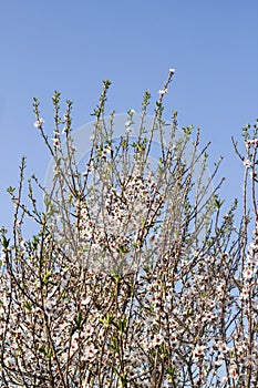 Flowering almond tree on blue sky
