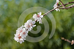 the flowering of the almond tree in Ibiza