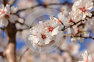 the flowering of the almond tree in Ibiza