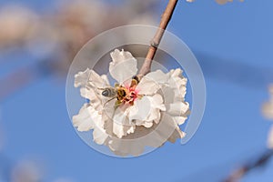 The flowering of the almond tree in Ibiza