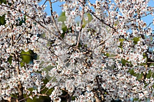 The flowering of the almond tree in Ibiza