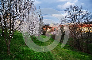 Flowering almond tree in Strahov garden, springtime photo