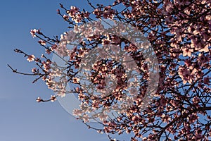 Flowering almond trees. Beautiful almond blossom on the branches, at springtime background in Valencia, Spain. Perfect and