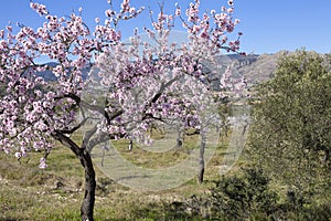 Flowering almond trees in the mountains in the sunshine in Spain