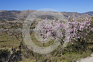 Flowering almond trees in the mountains in the sunshine in Spain