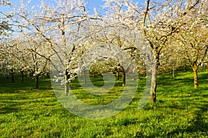 Flowering almonds