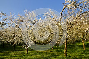 Flowering almonds