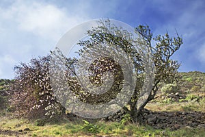 Flowering almonds, Barranco de Guayadeque photo