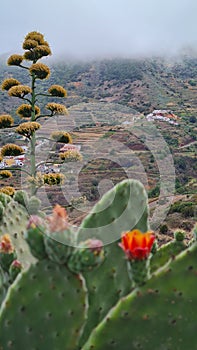 Flowering aloe vera in Tenerife